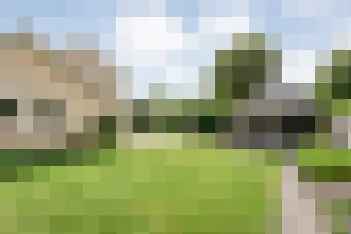 Langewijk 170 Dedemsvaart thumbnail 52