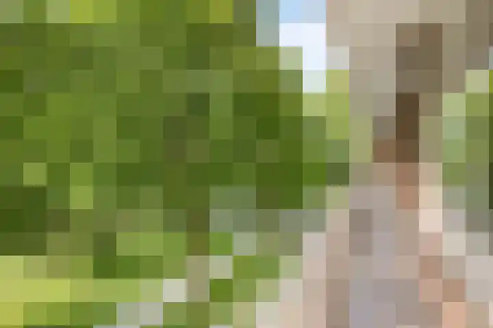 Langswater 557 in Amsterdam