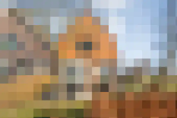 Lankhorsterweg 20 Staphorst thumbnail 39