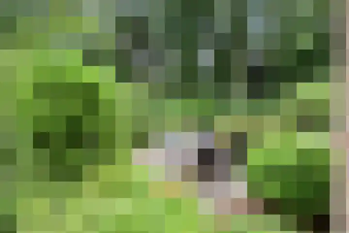 Lariksweg 12 Emst thumbnail 29