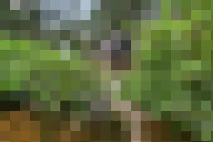 Lariksweg 12 Emst thumbnail 37