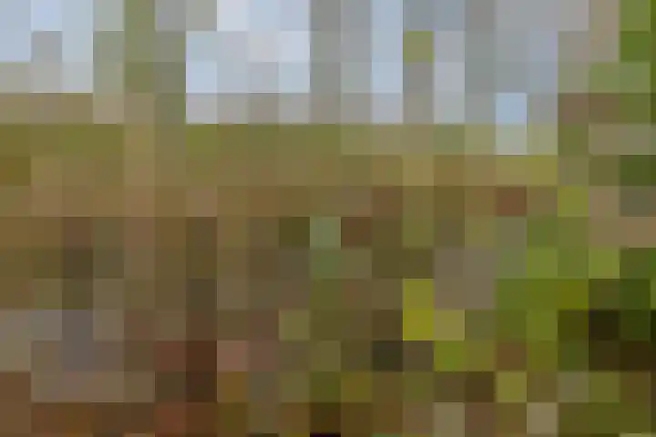 Larix 45 Hellevoetsluis thumbnail 28