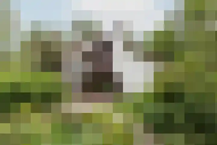 Lassuslaan 61 Bilthoven thumbnail 36