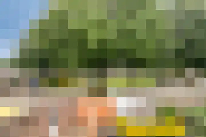 Lathyrus 41 Venray thumbnail 27