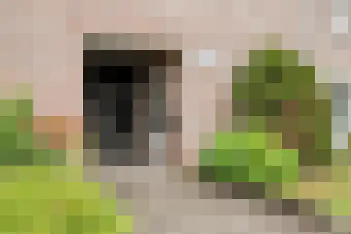 Lathyrus 41 Venray thumbnail 30