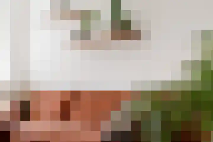 Laurierstraat 33 Haarlem thumbnail 5
