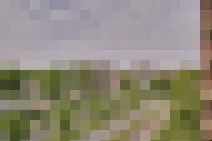 Laveibos 157 Zoetermeer thumbnail 27