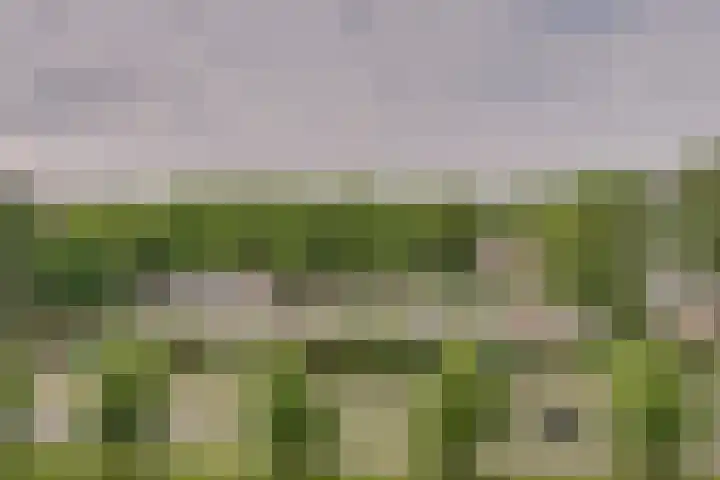 Laveibos 157 Zoetermeer thumbnail 28