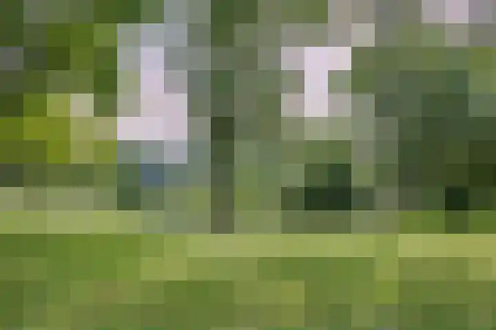 Laveibos 157 Zoetermeer thumbnail 30