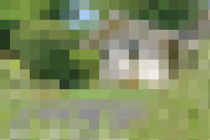 Lavendel 3 Geffen thumbnail 6