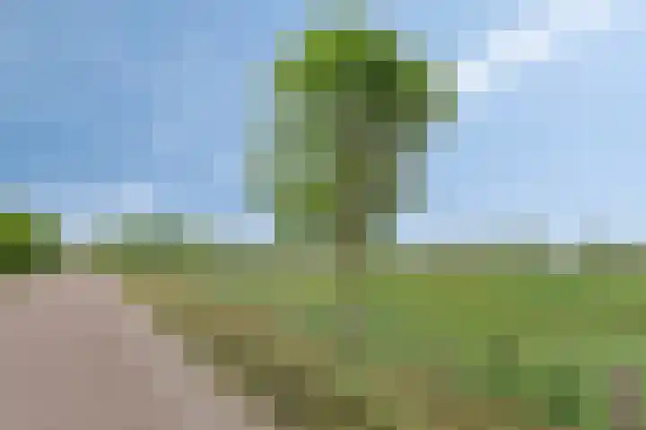 Lavendelheide 10 Venray thumbnail 49