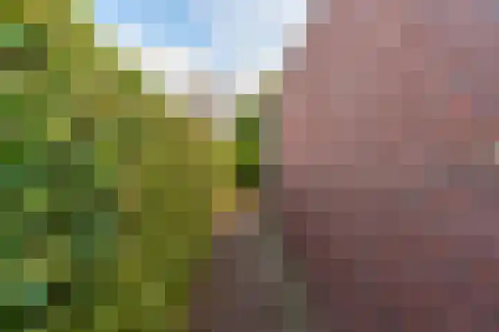 Lavendelheide 11 Venray thumbnail 12