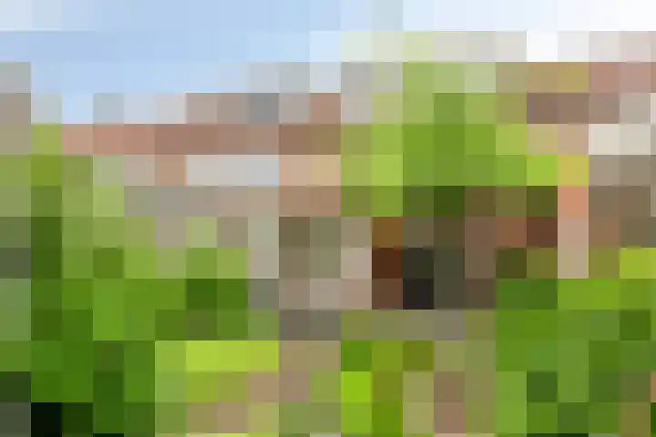 Lavendelstraat 53 Uden thumbnail 31