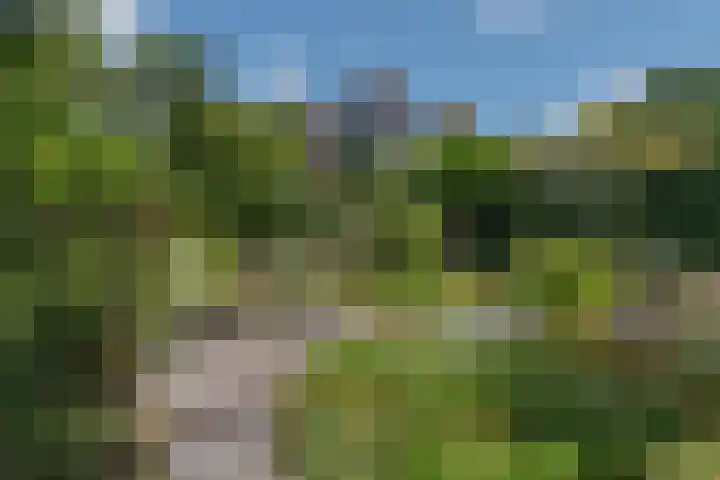 Lavendeltuin 30 Zoetermeer thumbnail 25