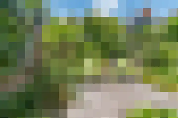 Lavendeltuin 30 Zoetermeer thumbnail 26