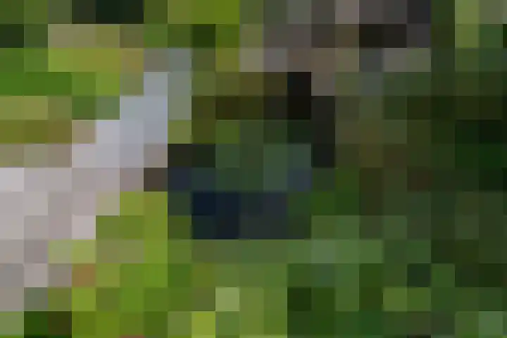 Lavendeltuin 30 Zoetermeer thumbnail 27