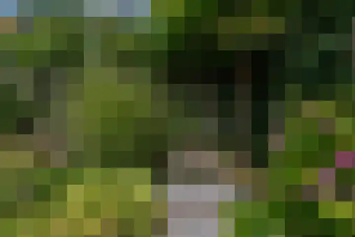 Lavendeltuin 30 Zoetermeer thumbnail 29