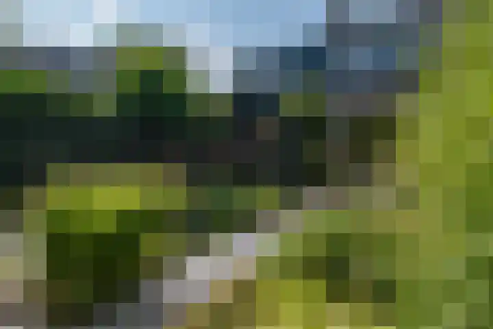 Lavendeltuin 30 Zoetermeer thumbnail 30