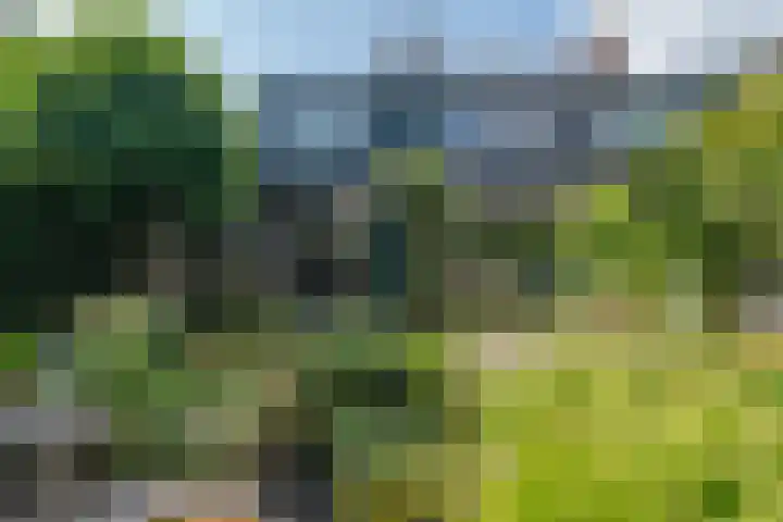 Lavendeltuin 30 Zoetermeer thumbnail 31