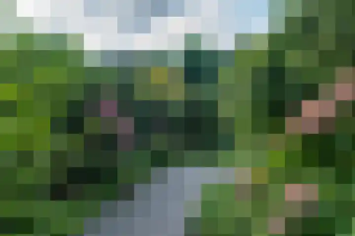 Lavendeltuin 30 Zoetermeer thumbnail 5