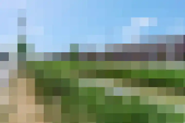 Leeuw 6 Elst thumbnail 31