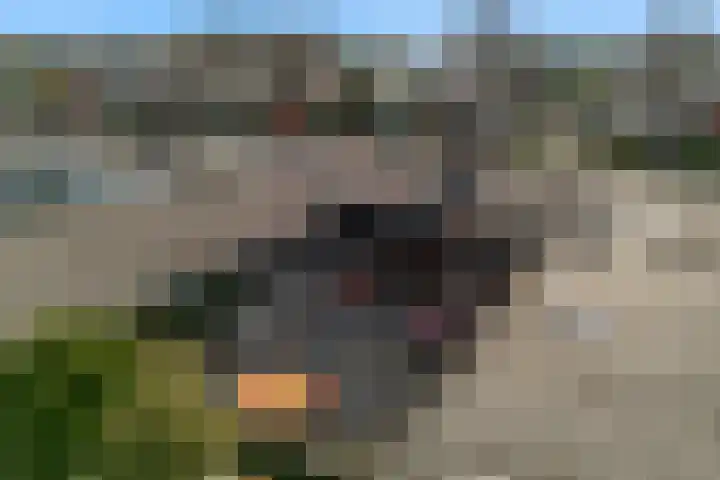 Leeuwerik 10 Castricum thumbnail 31