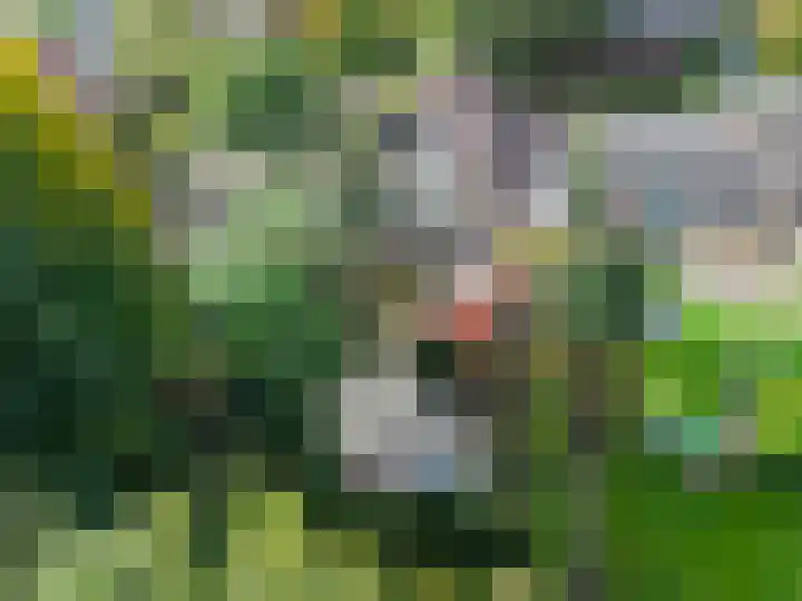 Leeuwerik 13 Genemuiden thumbnail 30