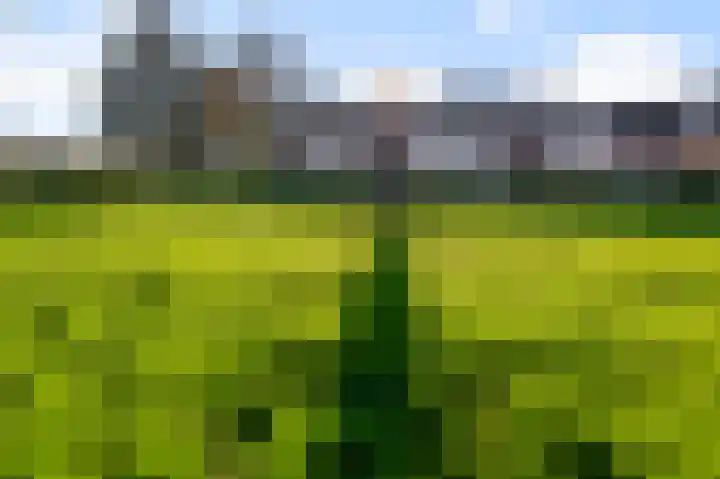 Leeuwerikspad 34 Ter Aar thumbnail 23