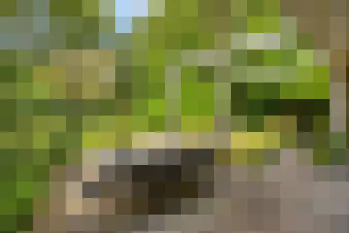 Leeuwerikstraat 28 Vries thumbnail 45