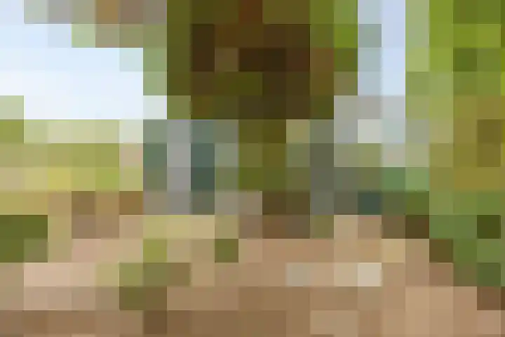 Leeuwerikstraat 38 Mill thumbnail 35