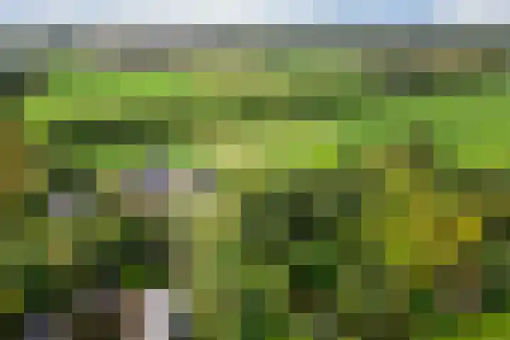 Leggelerstraat 8 Dwingeloo thumbnail 36