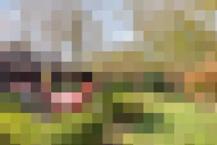 Leggeloo 36 Dwingeloo thumbnail 29