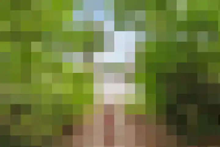 Leibeemd 146 Rijen thumbnail 45