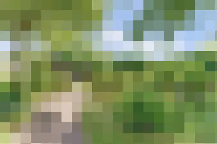 Leidijk 121 Bemmel thumbnail 29