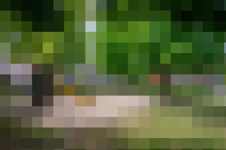 Leijgraaf 214 Belfeld thumbnail 27