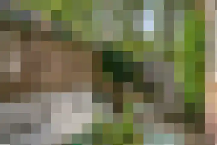 Leliestraat 55 Goes thumbnail 36