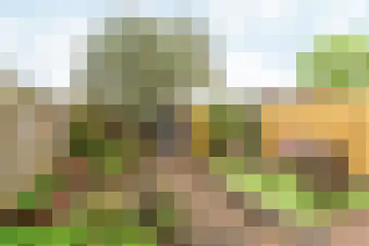 Lemoenappel 8 Lith thumbnail 14