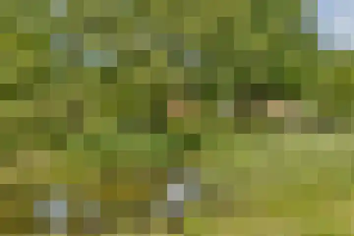 Lemoenappel 8 Lith thumbnail 35