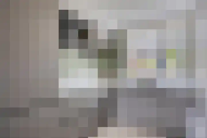 Leverkruid 18 Asten thumbnail 14