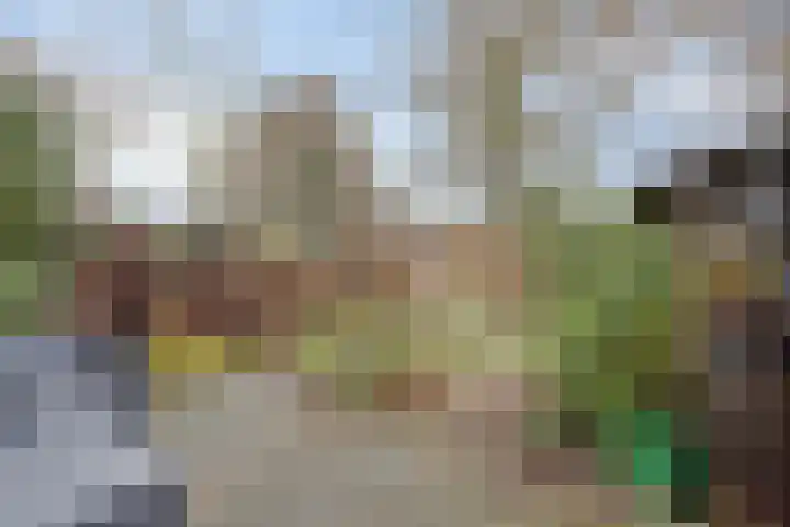 Leverkruid 18 Purmerend thumbnail 29