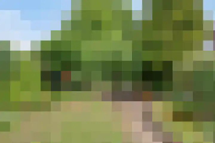 Leygraaf 309 Oss thumbnail 21