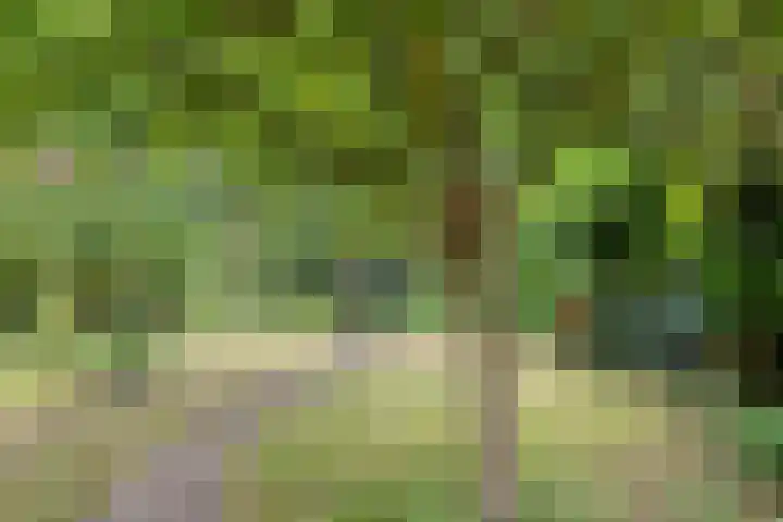 Leygraaf 309 Oss thumbnail 22