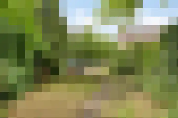 Leygraaf 309 Oss thumbnail 23