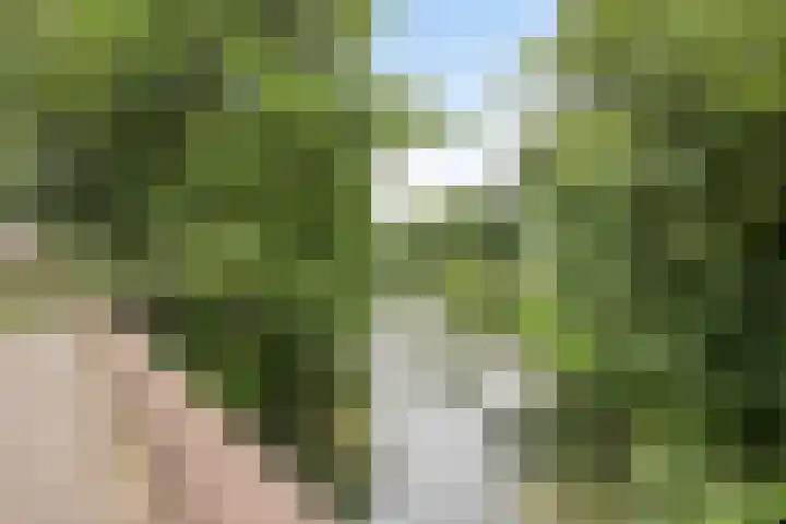 Leygraaf 309 Oss thumbnail 37