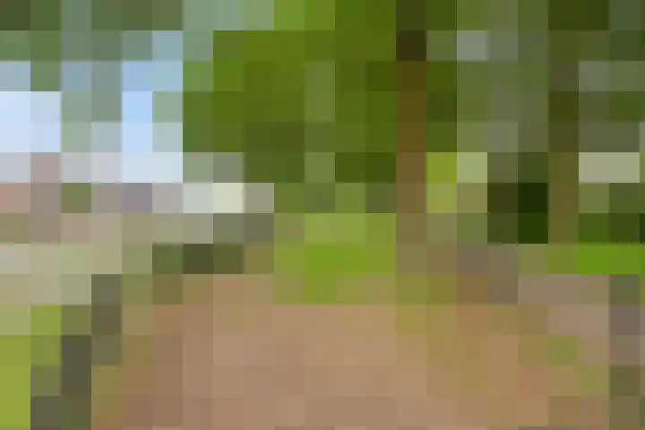 Leygraaf 309 Oss thumbnail 38