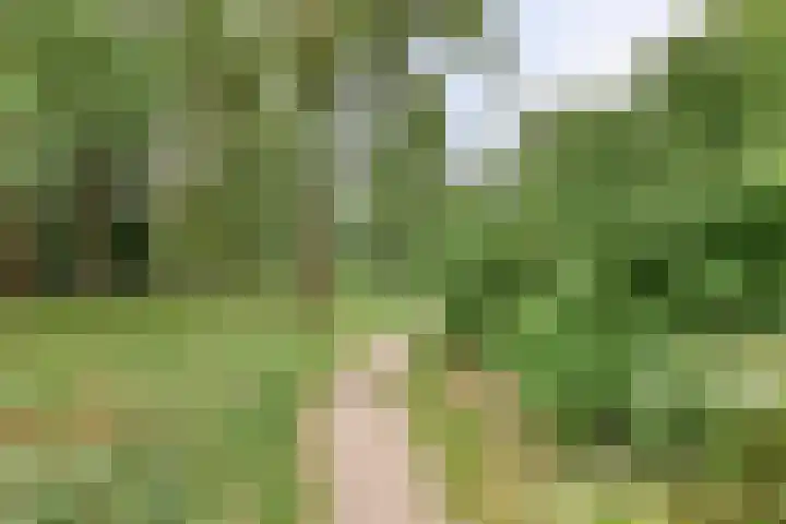 Leygraaf 309 Oss thumbnail 40