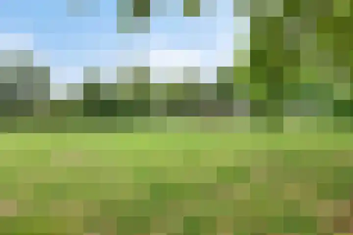 Leygraaf 309 Oss thumbnail 41