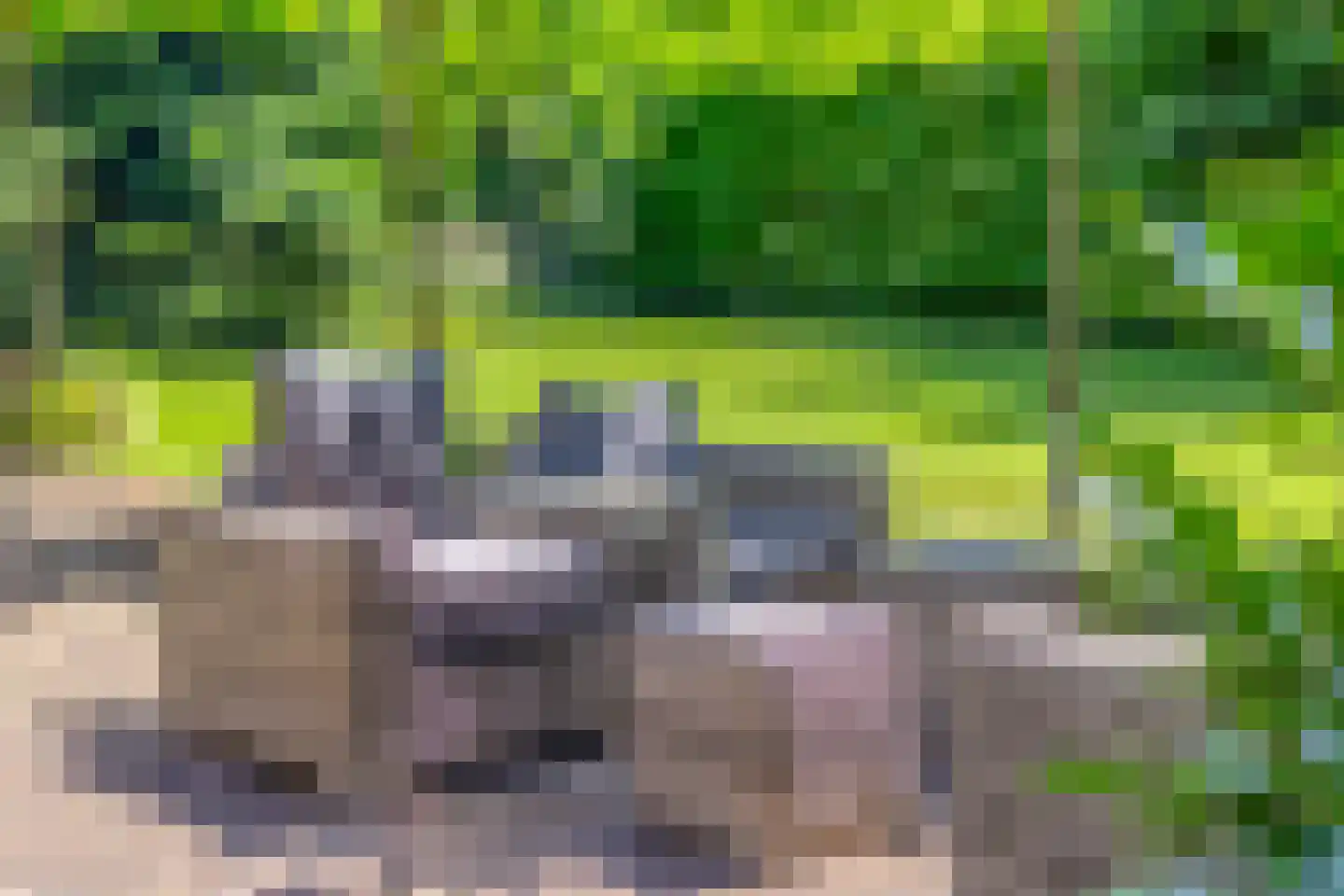 Libanonweg 5 Hattem thumbnail 37