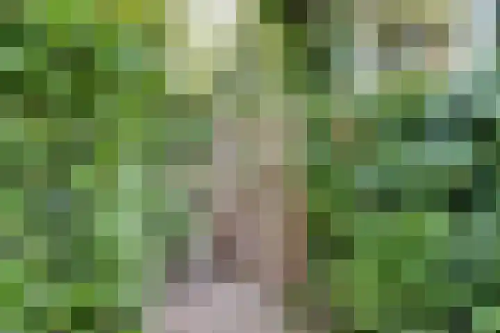 Lidwinastraat 10 Bemmel thumbnail 21