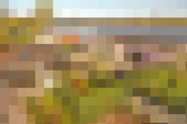 Lieoever 40 Haarlem thumbnail 69
